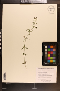 Galium uniflorum image