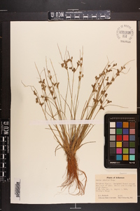 Juncus interior image