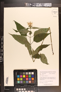 Monarda clinopodia image