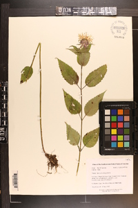 Monarda clinopodia image