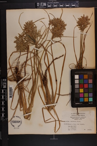 Cyperus lecontei image