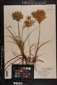 Cyperus lecontei image