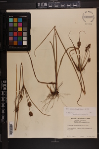 Cyperus hystricinus image