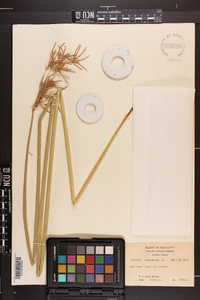 Cyperus articulatus image