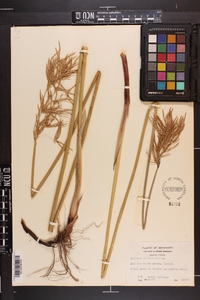 Cyperus articulatus image