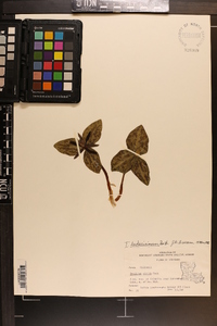 Trillium ludovicianum image