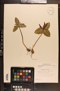 Trillium ludovicianum image