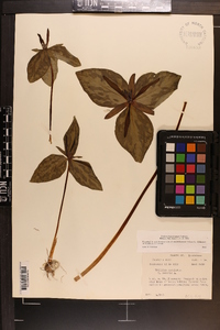 Trillium ludovicianum image