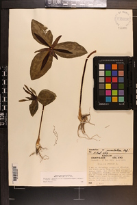 Trillium ludovicianum image