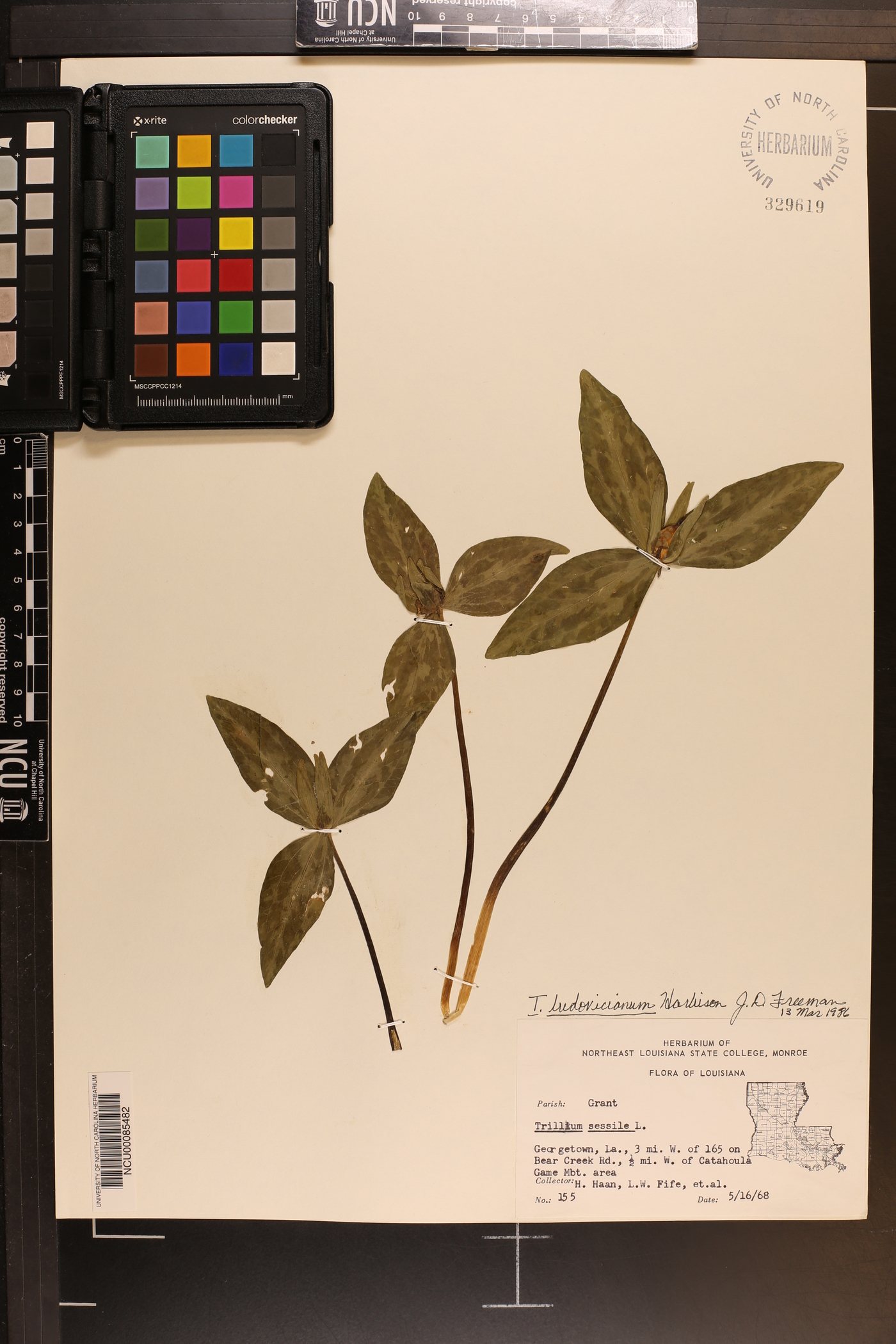 Trillium ludovicianum image