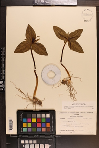 Trillium ludovicianum image