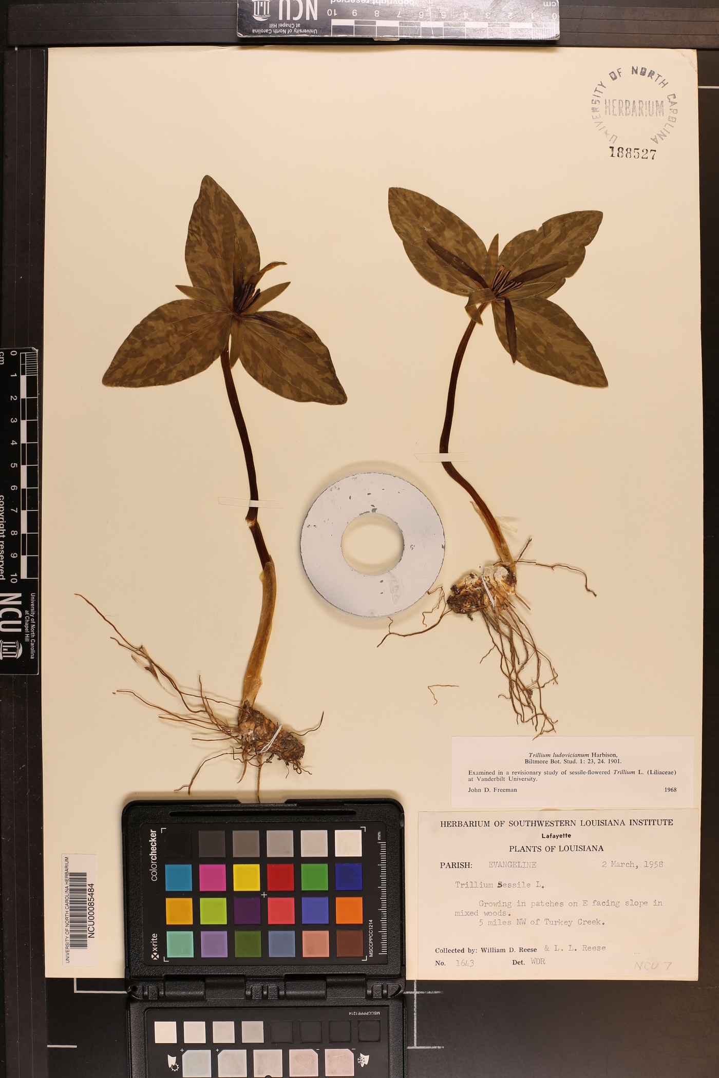 Trillium ludovicianum image