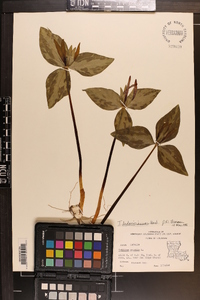 Trillium ludovicianum image