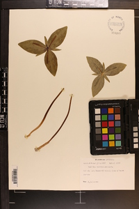 Trillium ludovicianum image