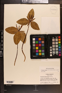 Trillium ludovicianum image