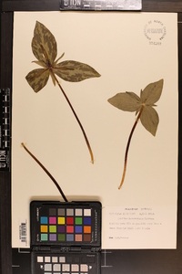 Trillium ludovicianum image