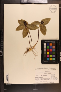 Trillium foetidissimum image