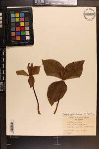 Trillium foetidissimum image