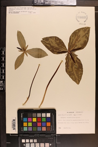 Trillium foetidissimum image