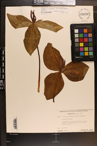 Trillium foetidissimum image