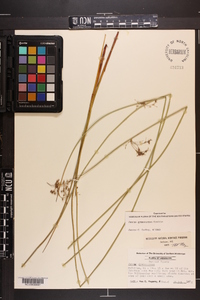 Juncus gymnocarpus image