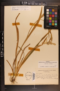 Iris fulva image