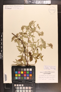 Pycnanthemum albescens image