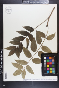 Zanthoxylum clava-herculis image