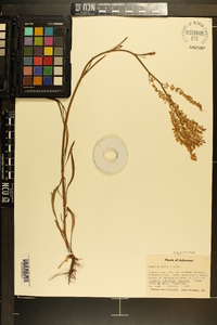 Rumex hastatulus image