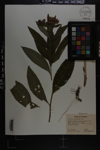 Vernonia gigantea subsp. gigantea image