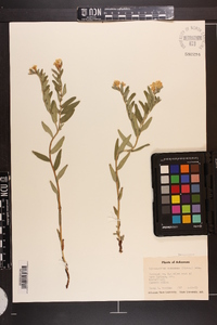 Lithospermum canescens image