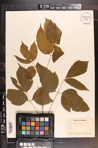 Acer negundo var. texanum image