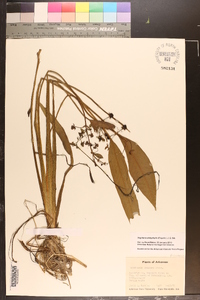 Sagittaria platyphylla image