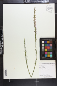 Liatris cokeri image