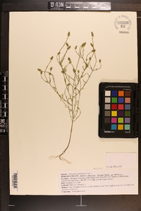 Polygala nuttallii image