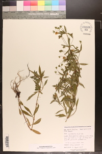 Lysimachia hybrida image