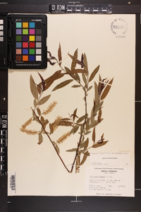 Salix caroliniana image