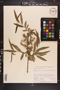 Salix caroliniana image