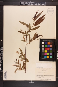 Salix caroliniana image