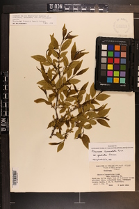 Rhamnus lanceolata subsp. glabrata image