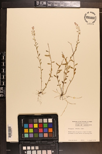 Polygala crenata image