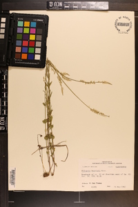 Polygala boykinii image