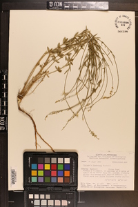 Polygala boykinii image