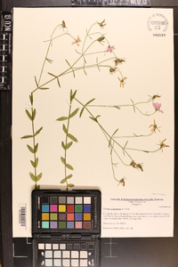 Sabatia campanulata image