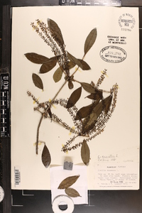 Cyrilla racemiflora image