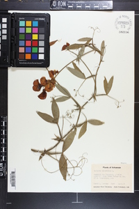 Lathyrus latifolius image