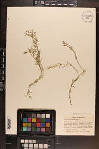 Polypremum procumbens image