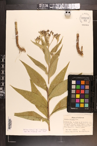 Vernonia baldwinii image