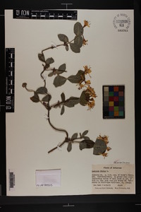 Lonicera flava image