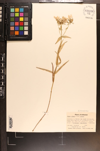 Phlox pilosa subsp. pilosa image